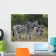 Zebras Wall Decal