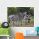 Zebras Wall Decal