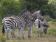 Zebras Wall Decal