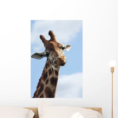 What Are You Looking Wall Decal shown on a wall