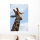 What Are You Looking Wall Decal