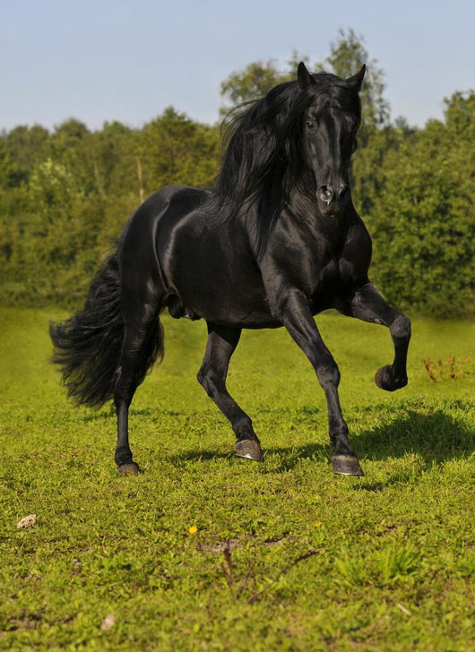 Free Black Horse Runs Wall Decal