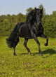 Free Black Horse Runs Wall Decal