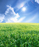 Summer Sunny Landscape Wall Decal