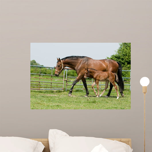 Mare and Foal Field Wall Decal