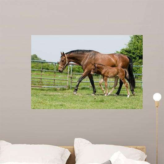 Mare and Foal Field Wall Decal