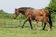 Mare and Foal Field Wall Decal