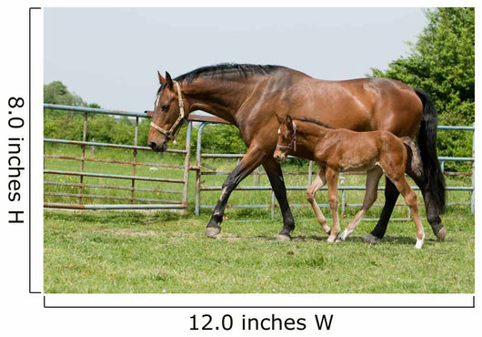 Mare and Foal Field Wall Decal