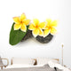 three yellow frangipani flowers on rollers Wall Decal