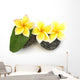 three yellow frangipani flowers on rollers Wall Decal
