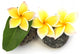 three yellow frangipani flowers on rollers Wall Decal