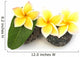 three yellow frangipani flowers on rollers Wall Decal