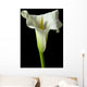 Calla Lily 17 Wall Decal