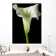 Calla Lily 17 Wall Decal