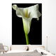 Calla Lily 17 Wall Decal