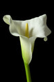 Calla Lily 17 Wall Decal
