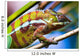Chameleon Wall Decal