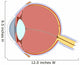 Eye Anatomy Wall Decal
