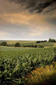 Mid-summer Cornfield Wall Decal