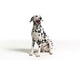 Dalmation White 3 Wall Decal