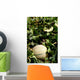 Melon Farm Field Wall Decal Design 1