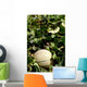 Melon Farm Field Wall Decal Design 1