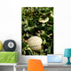 Melon Farm Field Wall Decal Design 1