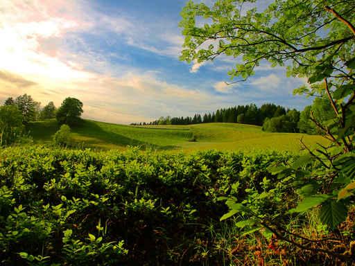 Green Pastures Wall Decal