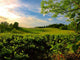 Green Pastures Wall Decal
