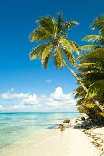 Tropical Beach Wall Decal Design 1