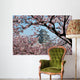 Himeji Castle during Cherry Wall Decal