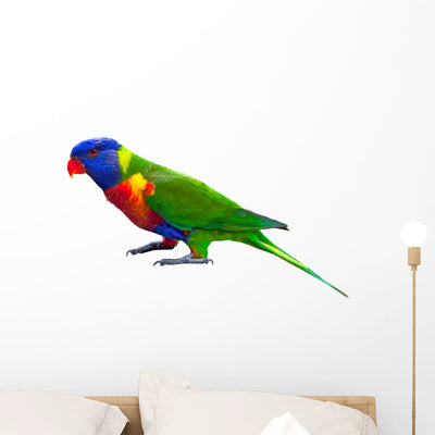 Rainbow Lorikeet Parrot Wall Decal shown on a wall
