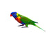 Rainbow Lorikeet Parrot Wall Decal