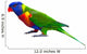 Rainbow Lorikeet Parrot Wall Decal