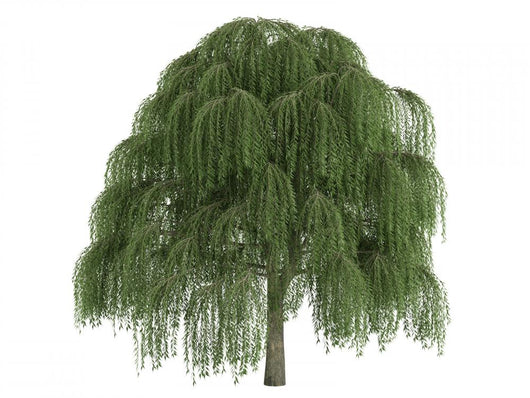 Willow Salix Wall Decal