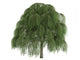 Willow Salix Wall Decal