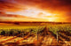 Amazing Vineyard Sunset Wall Decal