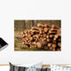 Logging Site Wall Decal