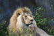 Lion Wall Decal Design 1