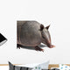 Armadillo Wall Decal