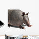 Armadillo Wall Decal