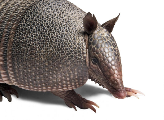 Armadillo Wall Decal