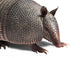 Armadillo Wall Decal