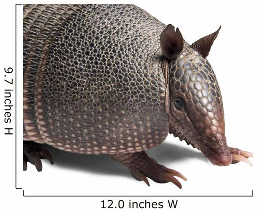 Armadillo Wall Decal
