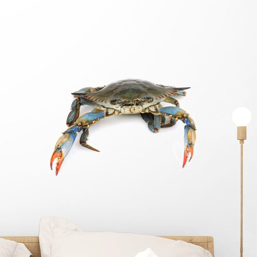 Live Maryland Blue Crab Wall Decal