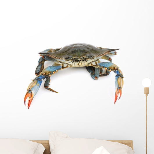 Live Maryland Blue Crab Wall Decal