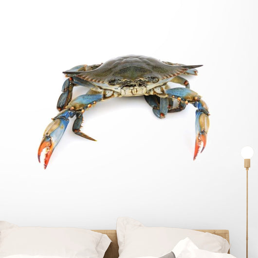 Live Maryland Blue Crab Wall Decal
