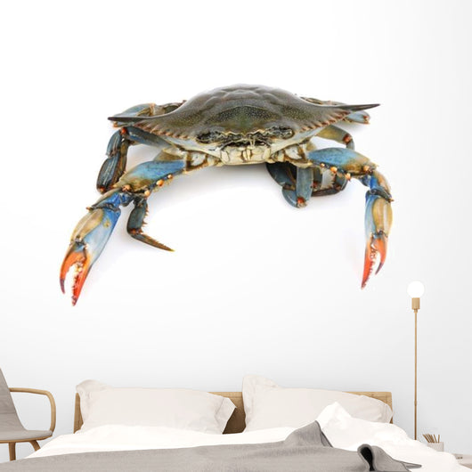 Live Maryland Blue Crab Wall Decal