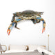 Live Maryland Blue Crab Wall Decal
