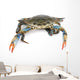 Live Maryland Blue Crab Wall Decal